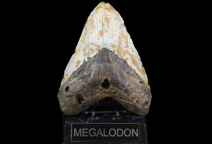 Bargain, Fossil Megalodon Tooth - North Carolina #75503